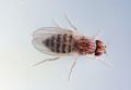 Drosophila busckii